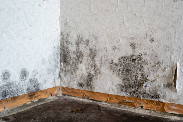 Best Same-Day Mold Removal  in USA